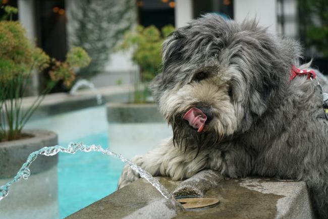 Dog drinking water from fountain
