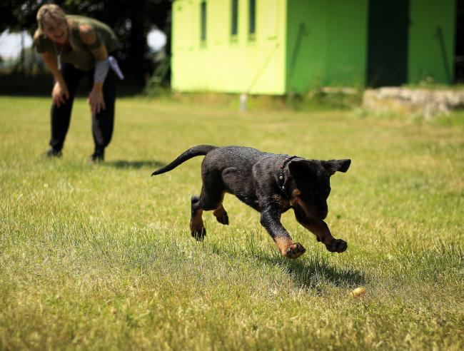 Puppy playing fetch on grass